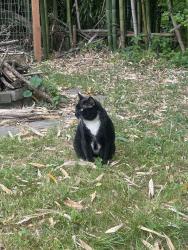 Found/Stray Unknown Cat last seen On state st before short Michigan closest to China taste, Asheville, NC 28806