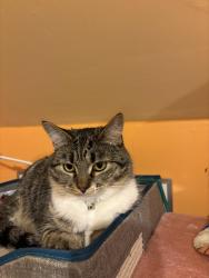 Lost Female Cat last seen 12th Ave S and S Southern Streets, Seattle, WA 98108