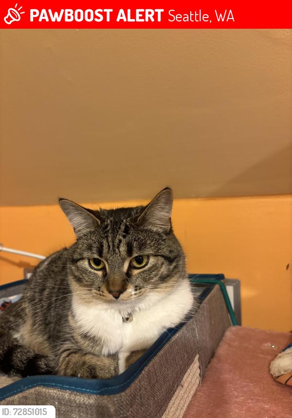 Lost Female Cat last seen 12th Ave S and S Southern Streets, Seattle, WA 98108
