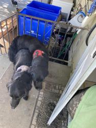 Found/Stray Unknown Dog last seen Olympia & kennwick ave, Kennewick, WA 99336