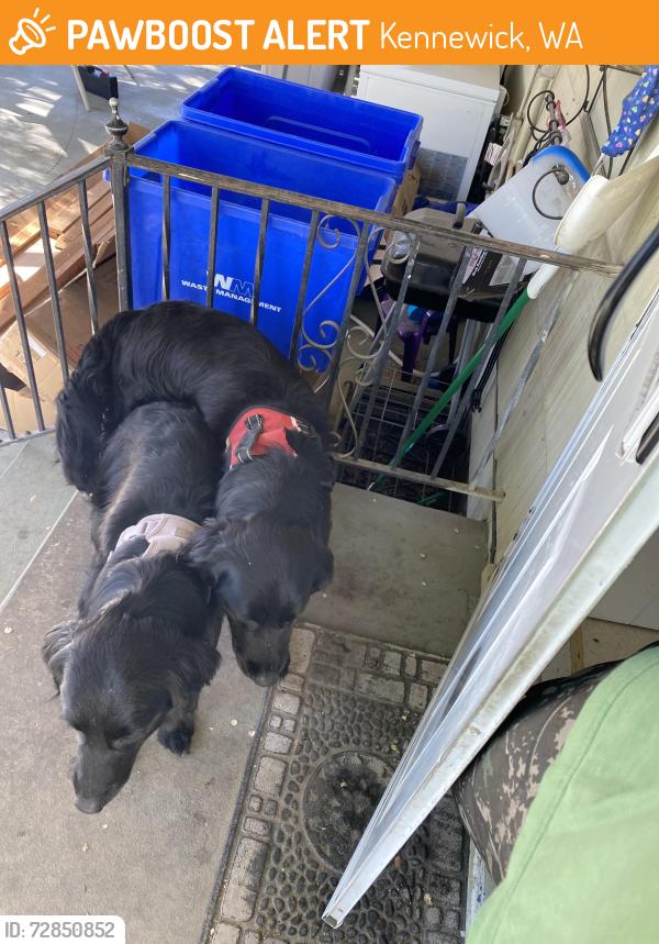 Found/Stray Unknown Dog last seen Olympia & kennwick ave, Kennewick, WA 99336
