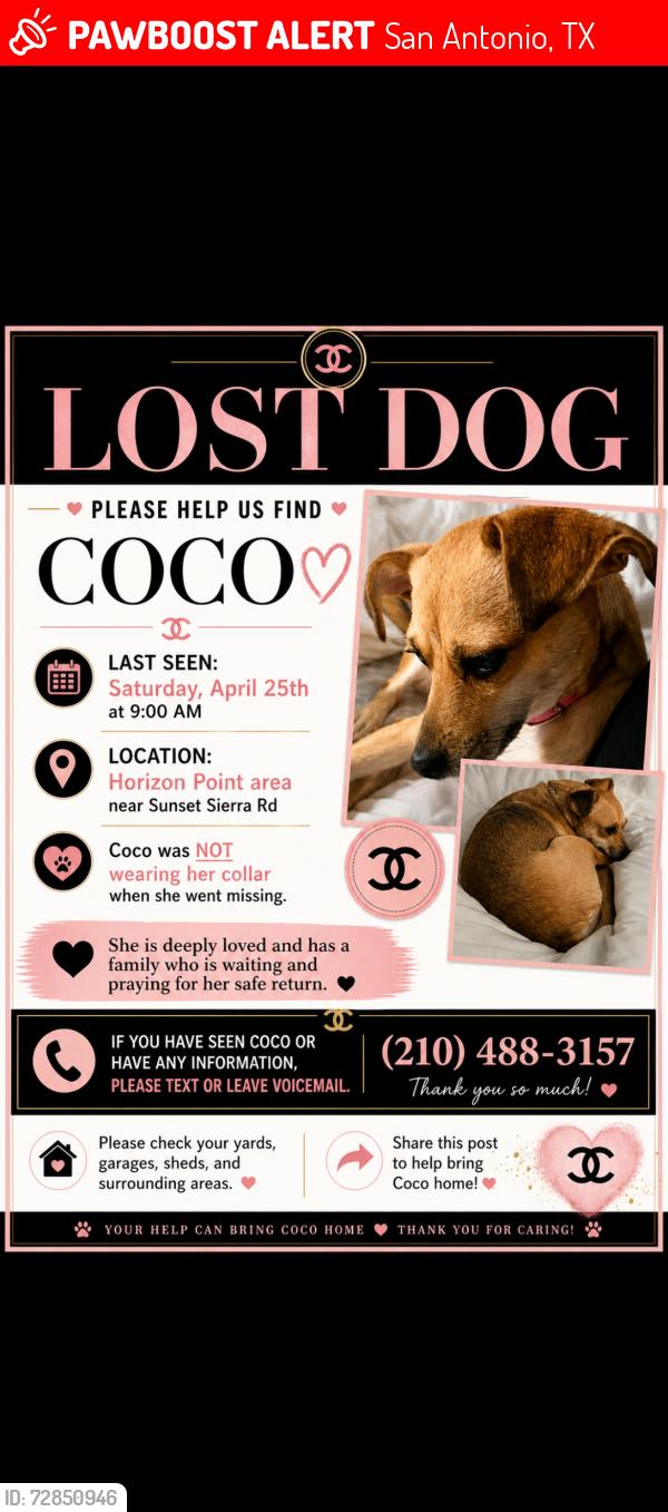 Lost Female Dog last seen Sierra sunset, horizon point subdivision , Converse, TX 78109