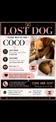 Lost Female Dog last seen Sierra sunset, horizon point subdivision , Converse, TX 78109