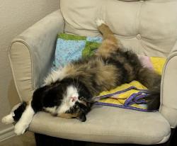 Lost Female Cat last seen Cattle Dr., Amerifax rd, north Crowley rd, Crowley, TX 76036