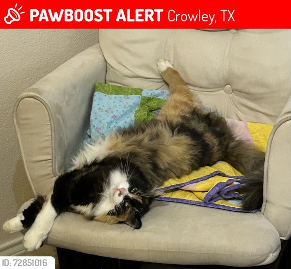 Lost Female Cat last seen Cattle Dr., Amerifax rd, north Crowley rd, Crowley, TX 76036