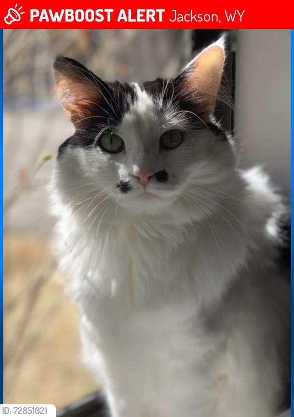 Lost Female Cat last seen High Country Linen, Jackson, WY 83001