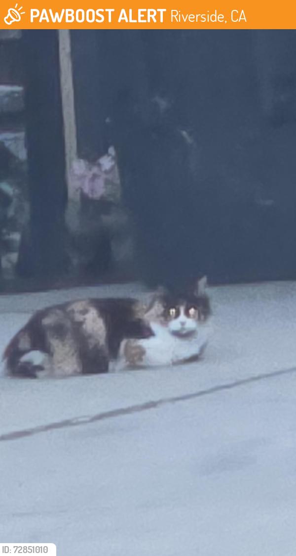 Found/Stray Unknown Cat last seen Gramercy, Riverside, CA 92503