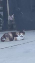 Found/Stray Unknown Cat last seen Gramercy, Riverside, CA 92503