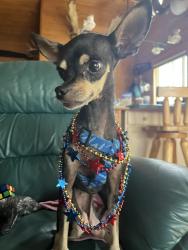 Lost Female Dog last seen The Boulders, Cave Creek, AZ 85331