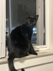 Lost Female Cat last seen Around apmt 104 by 1140 south oxnard blvd 93030 the apmt complex , Oxnard, CA 93030