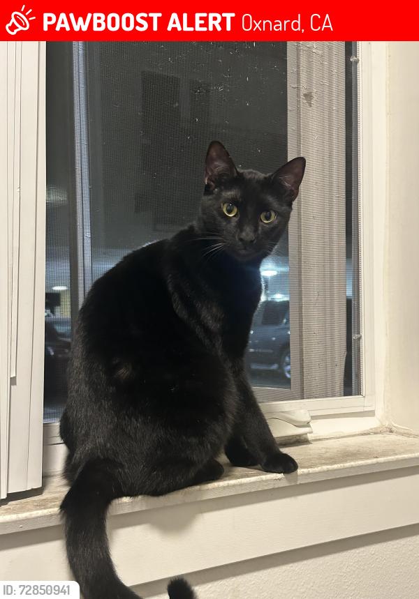 Lost Female Cat last seen Around apmt 104 by 1140 south oxnard blvd 93030 the apmt complex , Oxnard, CA 93030