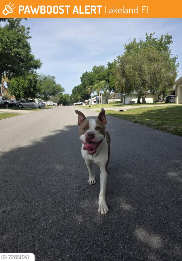 Found/Stray Male Dog last seen N cambell Rd, Lakeland, FL 33810