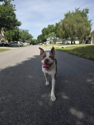 Found/Stray Male Dog last seen N cambell Rd, Lakeland, FL 33810