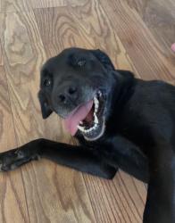 Lost Female Dog last seen Legion drive, Lake City, FL 32024