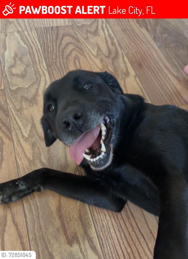 Lost Female Dog last seen Legion drive, Lake City, FL 32024