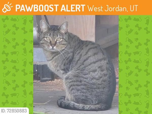 Found/Stray Unknown Cat last seen Down the street from West Jordan city hall., West Jordan, UT 84088