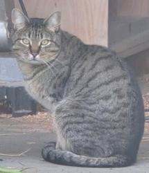 Found/Stray Unknown Cat last seen Down the street from West Jordan city hall., West Jordan, UT 84088