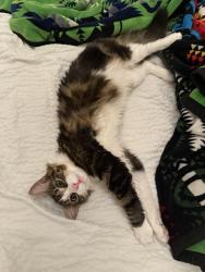Lost Female Cat last seen Ponderosa elementary school, South San Francisco, CA 94080