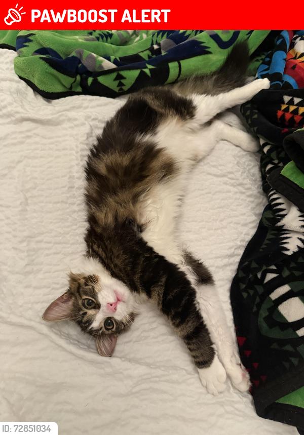 Lost Female Cat last seen Ponderosa elementary school, South San Francisco, CA 94080