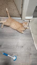 Lost Male Cat last seen Rest area, Dumfries, VA 22025