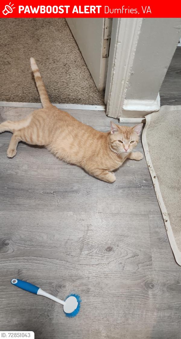 Lost Male Cat last seen Rest area, Dumfries, VA 22025