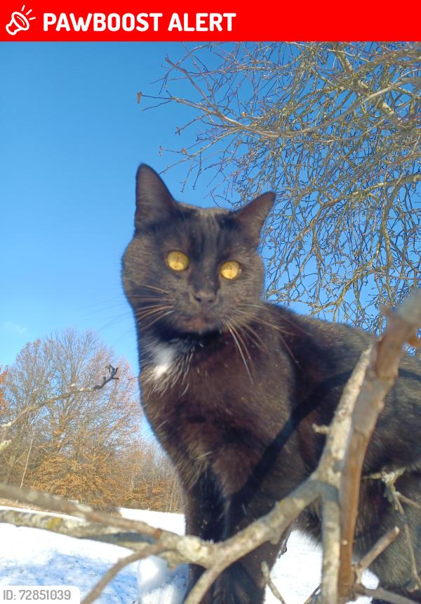 Lost Male Cat last seen Kilbourne Road and North Galena Road, Delaware County, OH 43003