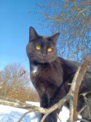 Lost Male Cat last seen Kilbourne Road and North Galena Road, Delaware County, OH 43003