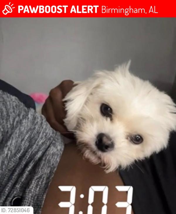 Lost Male Dog last seen Ave M Ensley , Birmingham, AL 35064