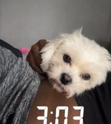 Lost Male Dog last seen Ave M Ensley , Birmingham, AL 35064