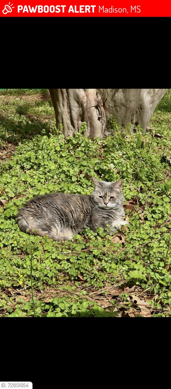 Lost Female Cat last seen Hunters Pointe, Highland Ridge, Bradford Place, Madison, MS 39110