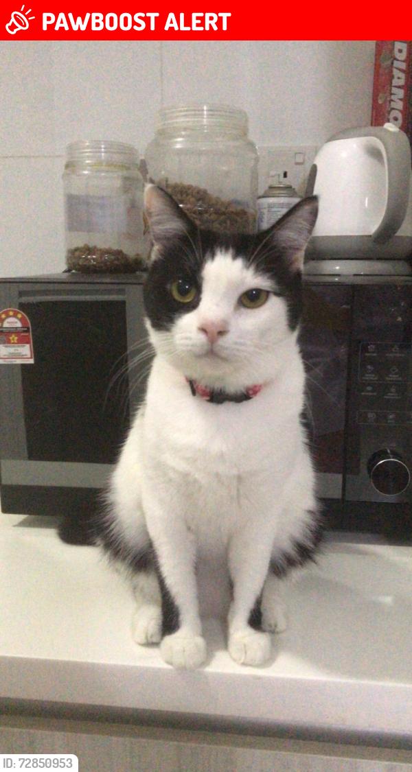 Lost Female Cat last seen Block B Pangsapuri Saujana Gombak, Batu Caves, Selangor 68100