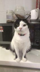 Lost Female Cat last seen Block B Pangsapuri Saujana Gombak, Batu Caves, Selangor 68100