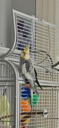 Lost Male Bird last seen King’s Blvd / Canterbury Lane Kings Point, Sun City Center, FL 33573