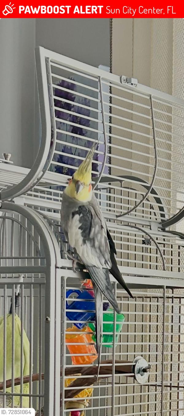 Lost Male Bird last seen King’s Blvd / Canterbury Lane Kings Point, Sun City Center, FL 33573
