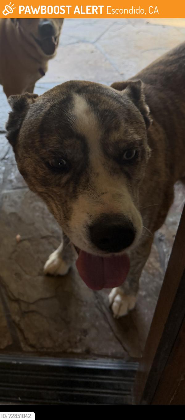 Found/Stray Female Dog last seen 9th and Escondido blvd, Escondido, CA 92046