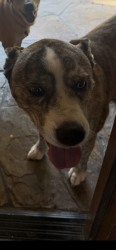 Found/Stray Female Dog last seen 9th and Escondido blvd, Escondido, CA 92046