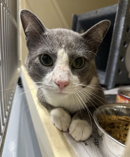 Shelter Stray Male Cat last seen Near Mannington Place, Zone 3, TX, 8755 Farm to Market 1516, Converse, TX 78109, USA