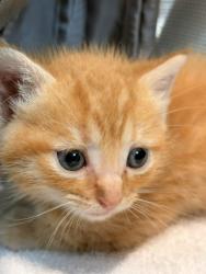 Shelter Stray Unknown Cat last seen Memphis, TN , Bartlett, TN 38134