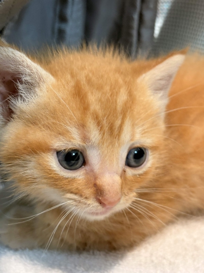 Shelter Stray Unknown Cat last seen Memphis, TN , Bartlett, TN 38134