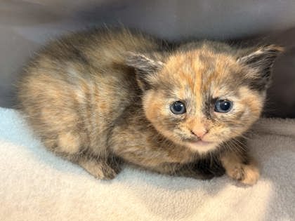Shelter Stray Female Cat last seen Memphis, TN , Bartlett, TN 38134