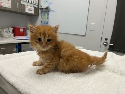 Shelter Stray Male Cat last seen 43rd and Garfield, 64130, MO, Kansas City, MO 64132