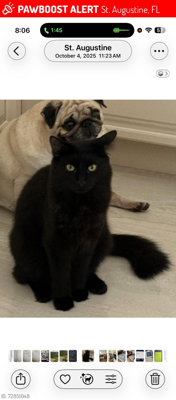 Lost Male Cat last seen Dehaven and Weeden , St. Augustine, FL 32084