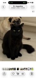 Lost Male Cat last seen Dehaven and Weeden , St. Augustine, FL 32084