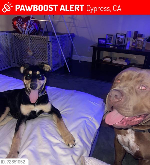 Lost Female Dog last seen Lincoln , Cypress, CA 90630