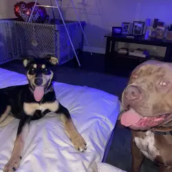 Lost Female Dog last seen Lincoln , Cypress, CA 90630
