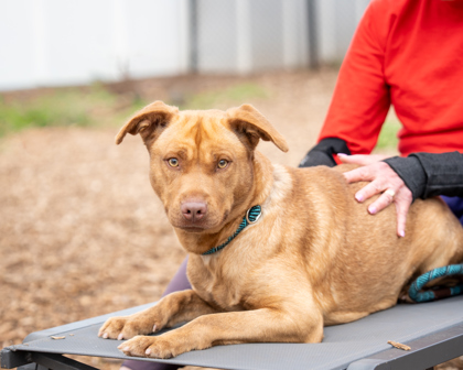 Shelter Stray Female Dog last seen Near Conisburgh Ct Stone Mountain, 30087, 30087, GA, Atlanta, GA 30341