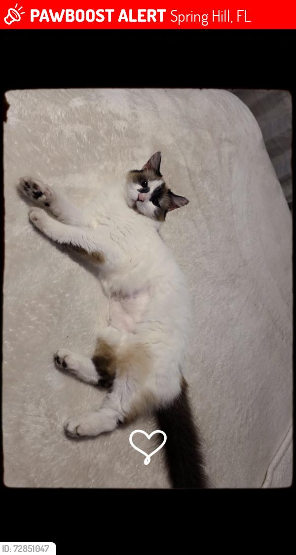 Lost Female Cat last seen Forest Oaks/Harrow road/Philatelic , Spring Hill, FL 34606