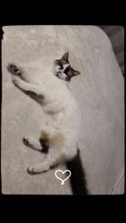 Lost Female Cat last seen Forest Oaks/Harrow road/Philatelic , Spring Hill, FL 34606