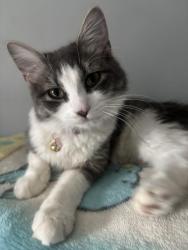Lost Female Cat last seen Brenish DR Kildonan Dr, Gaithersburg, MD 20879