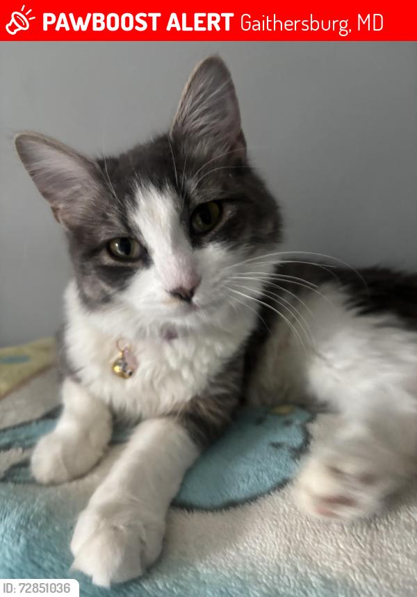 Lost Female Cat last seen Brenish DR Kildonan Dr, Gaithersburg, MD 20879